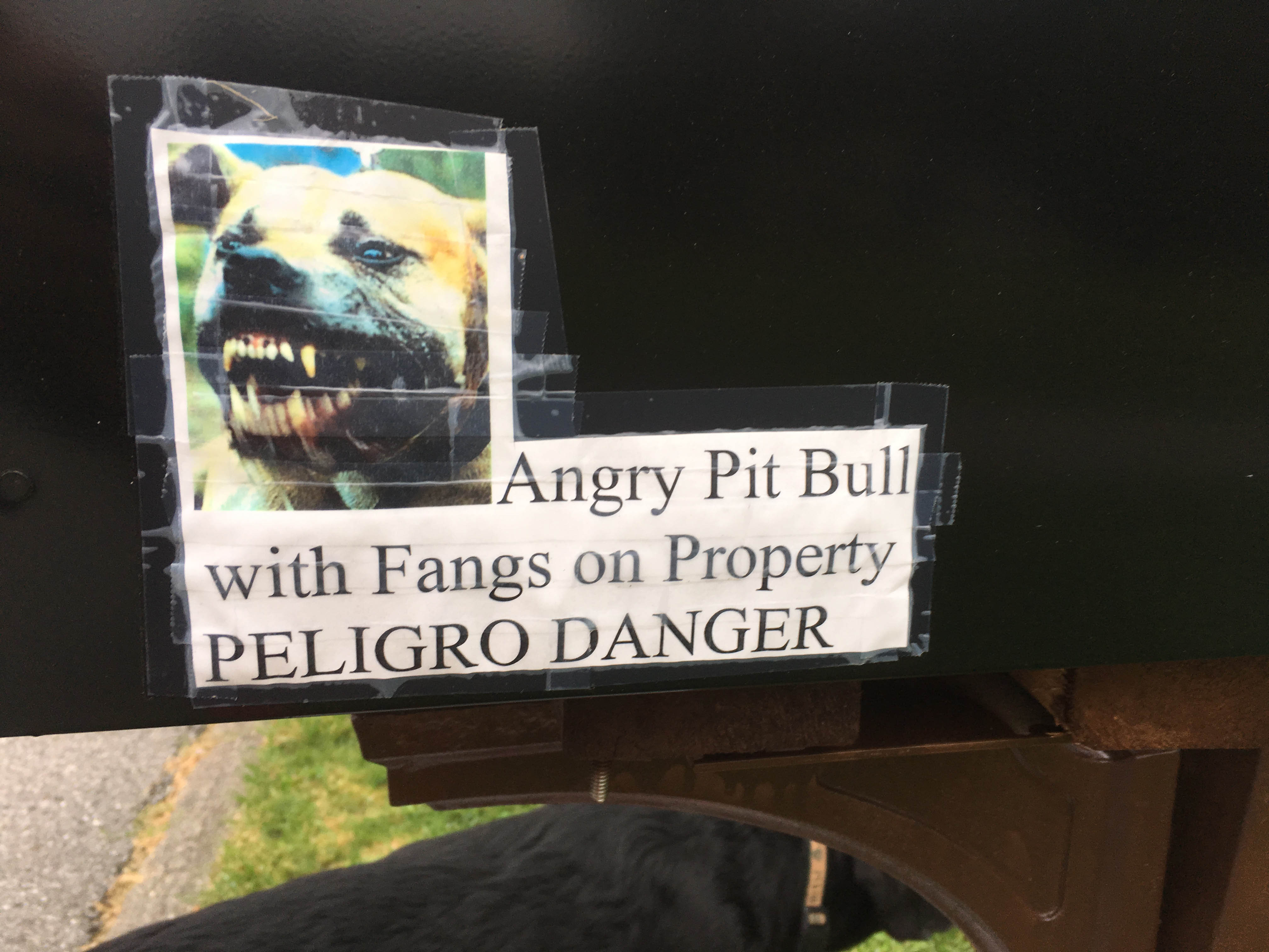 angrypitbull